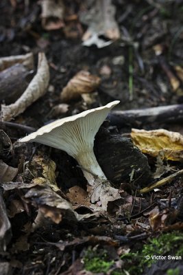 Geribbelde trechterzwam - Clitocybe costata .JPG