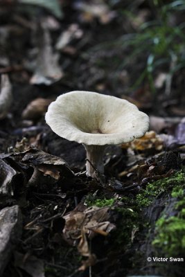 Geribbelde trechterzwam - Clitocybe costata.JPG