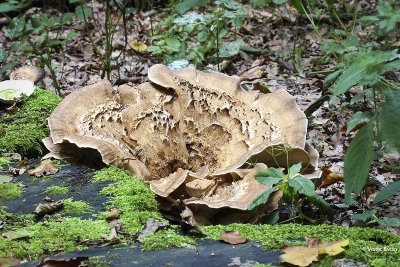 Reuzenzwam - Meripilus giganteus .JPG