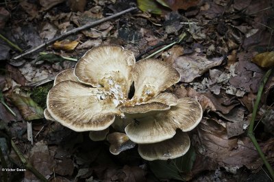 Reuzenzwam Meripilus giganteus .JPG