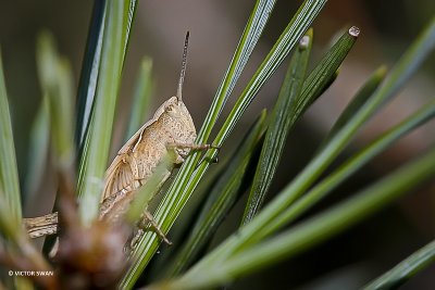 Bruine sprinkhaan Chorthippus brunneus.JPG