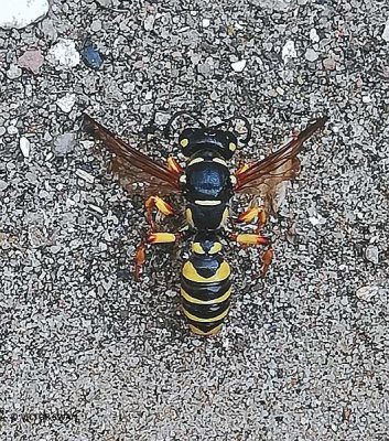 Grote snuittordoder Cerceris arenaria.JPG