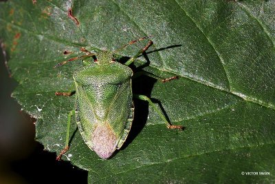 Groene schildwants Palomena prasina.JPG