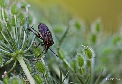 Pyjamawants Graphosoma lineatum nimf .JPG