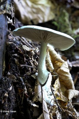 Groene Anijstrechterzwam Clitocybe odora.JPG