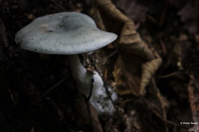 Groene Anijstrechterzwam Clitocybe odora.JPG