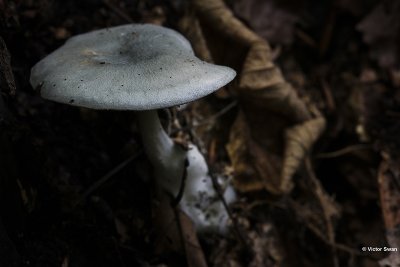 Groene Anijstrechterzwam    Clitocybe odora.JPG