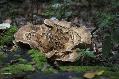 Reuzenzwam Meripilus giganteus.JPG