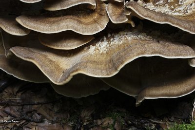 Reuzenzwam Meripilus giganteus .JPG