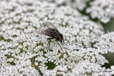 Graphomya maculata.JPG