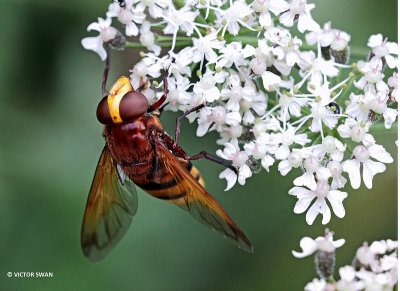 Stadsreus - Volucella zonaria .JPG