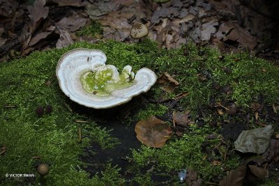 Witte Bultzwam Trametes gibbosa .JPG