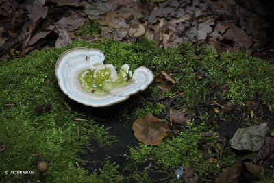 Witte Bultzwam   Trametes gibbosa .JPG