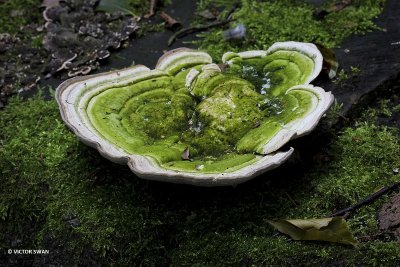 Witte Bultzwam   Trametes gibbosa .JPG