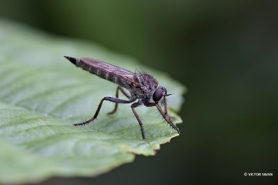 Gewone roofvlieg - Tolmerus atricapillus.JPG