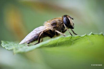 Blinde bij - Eristalis tenax.JPG