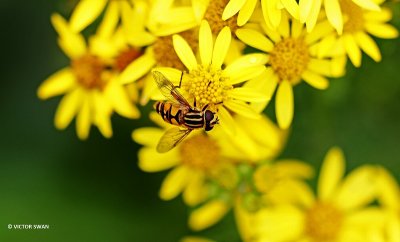 Gewone pendelvlieg Helophilus pendulus .JPG