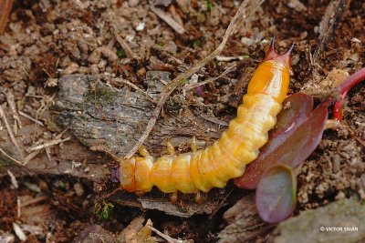 Zwartkopvuurkever - Pyrochroa coccinea.JPG