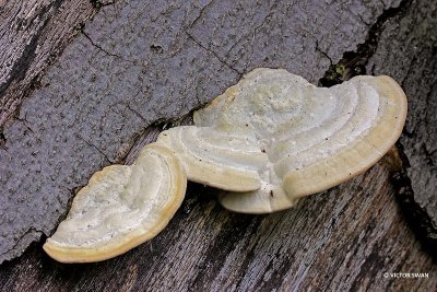 Witte bultzwam - Trametes gibbosa.JPG