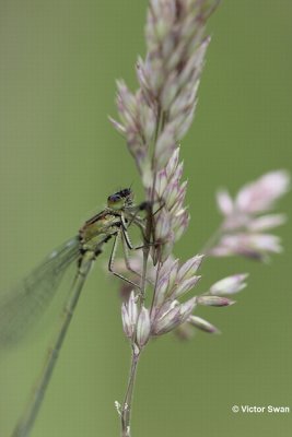 Watersnuffel   Enallagma cyathigerum.JPG