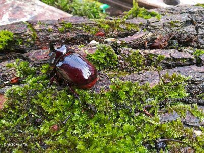 Neushoornkever Oryctes nasicornis .JPG
