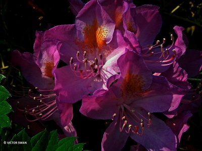 Pontische rododendron - Rhododendron ponticum.JPG