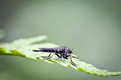 Bosrandroofvlieg - Neoitamus cyanurus.JPG