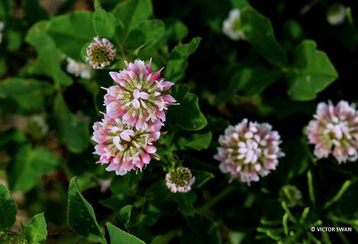 Basterdklaver - Trifolium hybridum.JPG