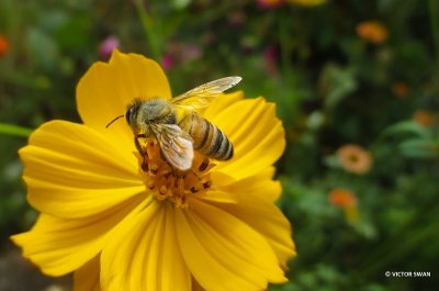Honingbij - Apis mellifera .JPG