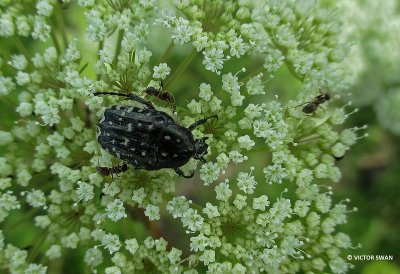 Rouwende gouden tor - Oxythyrea funesta.JPG