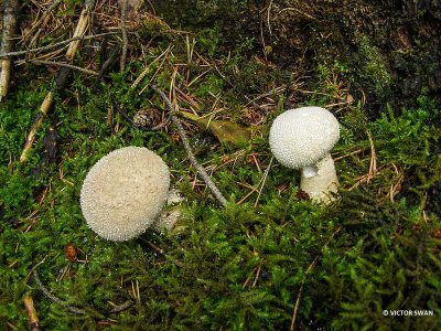 Parelstuifzwam - Lycoperdon perlatum .JPG