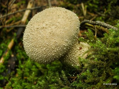 Parelstuifzwam - Lycoperdon perlatum .JPG