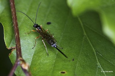 Coleocentrus excitator.JPG