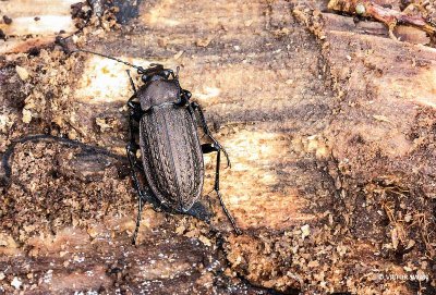 Gekorrelde Veldloopkever - Carabus granulatus.jpg