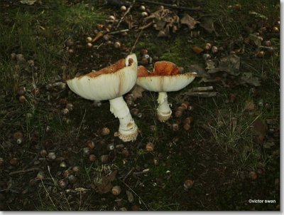 Vliegenzwam - Amanita muscaria.JPG