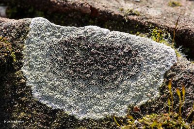 Witte Schotelkorst - Lecanora chlarotera.JPG