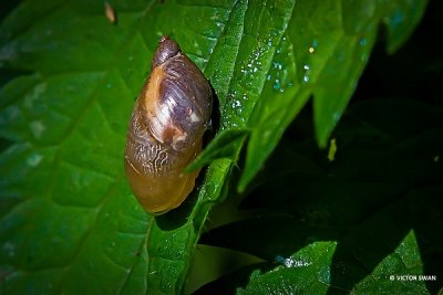Barnsteenslak - Succinea putris.JPG