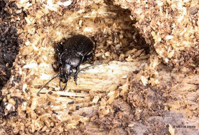Gekorrelde Veldloopkever - Carabus granulatus.JPG