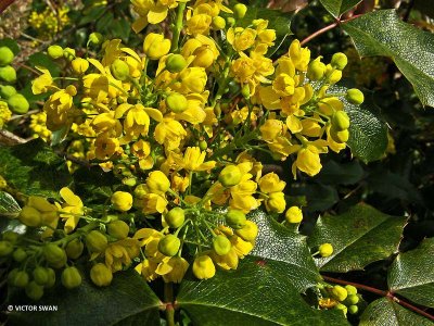 Mahonia - Berberis aquifolium.JPG