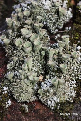 Bruin Bekermos - Cladonia grayi.JPG