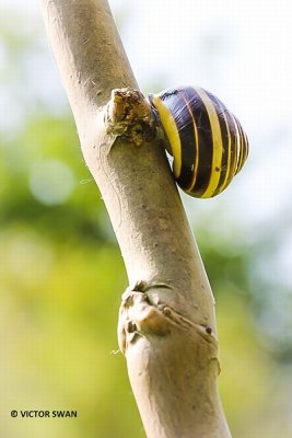  Gewone tuinslak - Cepaea nemoralis.JPG