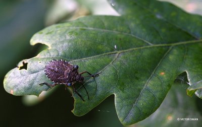Roodpootschildwants - Pentatoma rufipes.JPG