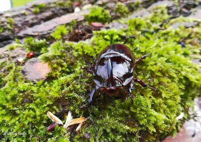 Neushoornkever - Oryctes nasicornis.JPG