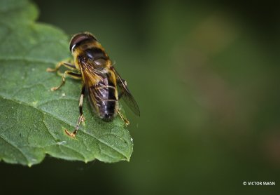 Kegelbijvlieg - Eristalis pertinax.JPG