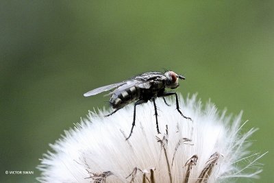 Dambordvlieg - Sarcophaga carnaria .JPG