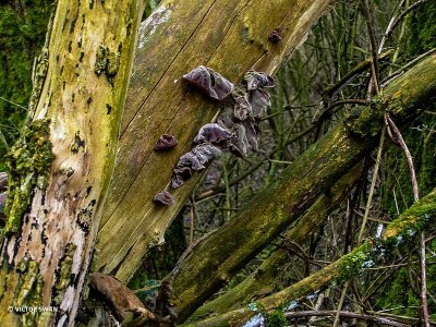 Judasoor - Auricularia auricula-judae .JPG