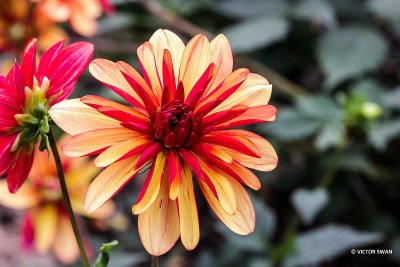 Dahlia-Jescot Julie.JPG