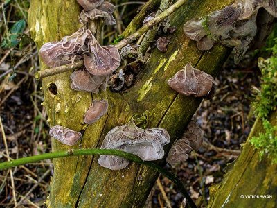 Judasoor - Auricularia auricula-judae.JPG