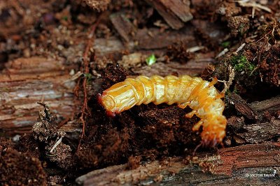 Zwartkopvuurkever - Pyrochroa coccinea.JPG