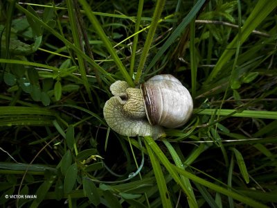 Wijngaardslak - Helix pomatia.JPG
